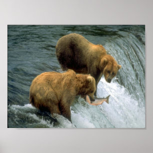 Póster Fishing Bears 1