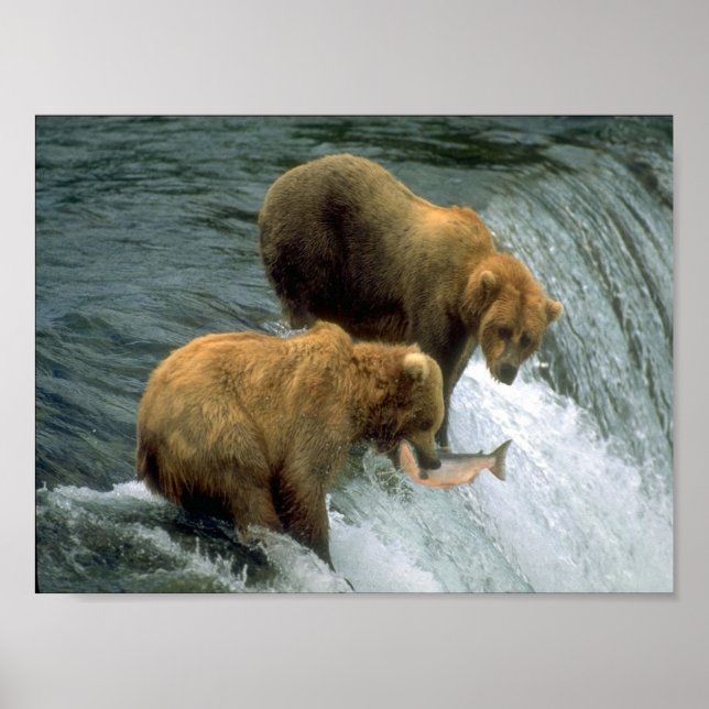 Póster Fishing Bears 1 (Frente)