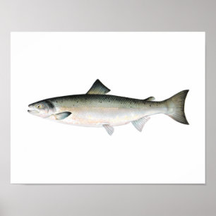 Póster Fishing poster - Atlantic Salmon Fish