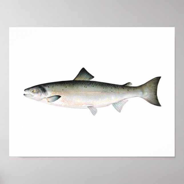 Póster Fishing poster - Atlantic Salmon Fish (Frente)