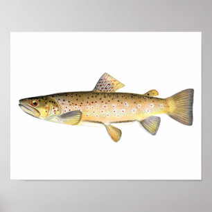 Póster Fishing poster - Brown Trout Fish