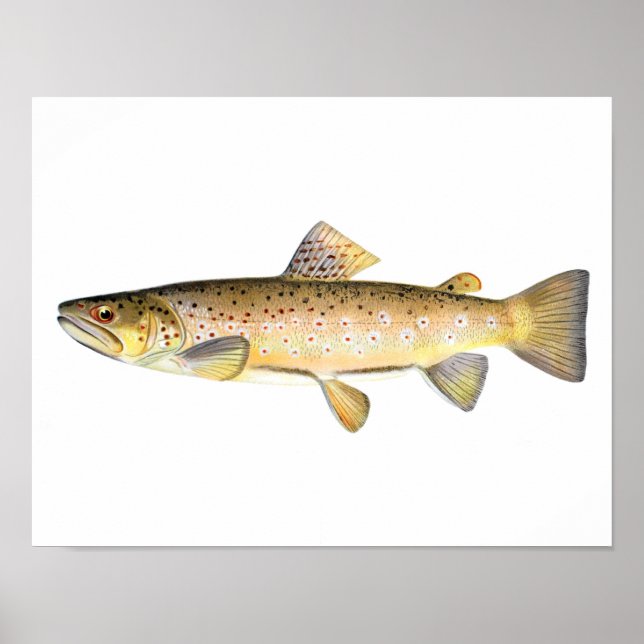 Póster Fishing poster - Brown Trout Fish (Frente)