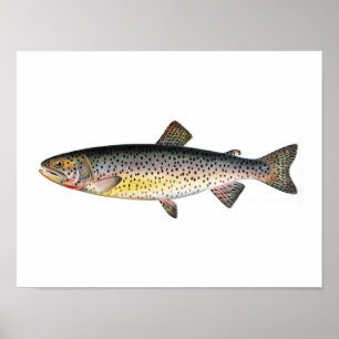 Póster Fishing poster - Tahoe Trout Fish