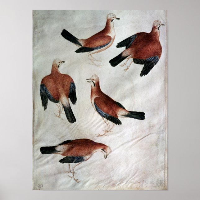 Póster Five Jays, del álbum Vallardi (Frente)