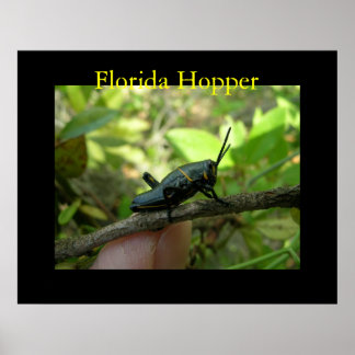 Póster FL Hopper