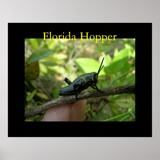 Póster FL Hopper (Frente)