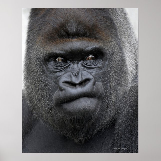 Póster Flachlandgorilla, Gorila Gorila, (Frente)