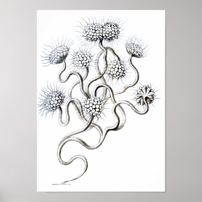 Póster Flagellata, Bella Artes Ernst Haeckel (Frente)