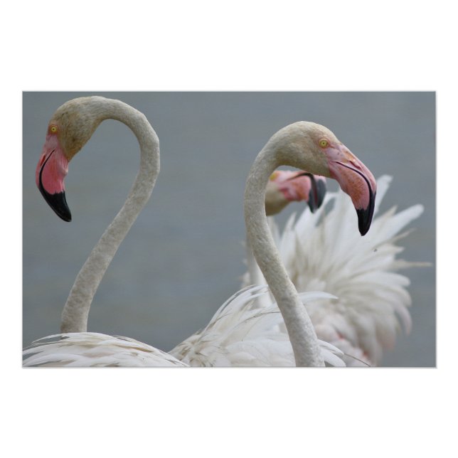 Póster flamants roses (Anverso)