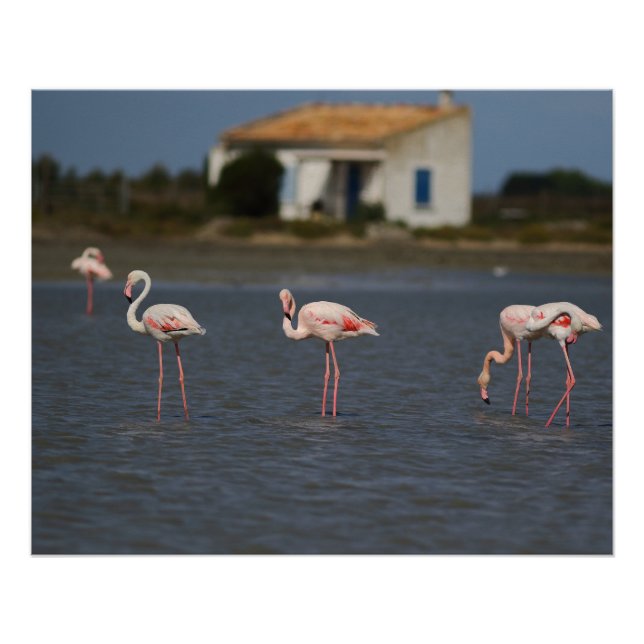 Póster Flamants roses en Camargue (Anverso)