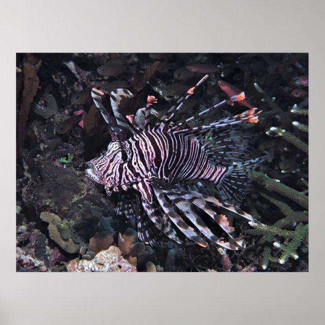 Póster Flambouyant Lionfish (Frente)