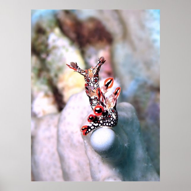 Póster Flambouyant Nudi (Frente)