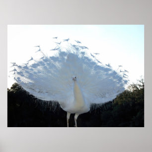 Póster Flamboyant Albino Peacock