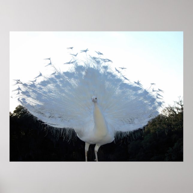 Póster Flamboyant Albino Peacock (Frente)