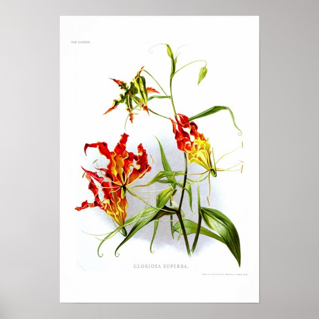 Póster Flame lily (Gloriosa superba) (Frente)