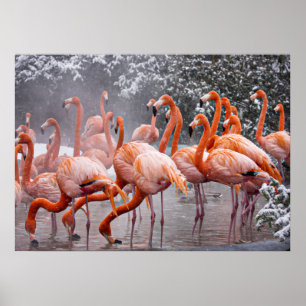 Póster Flamenco Americano, ave colorida,