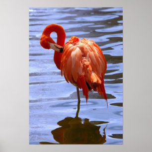 Póster Flamenco en una pierna en el agua