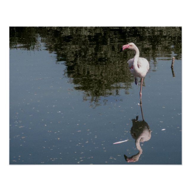 Póster flamenco rosa en el agua (Anverso)