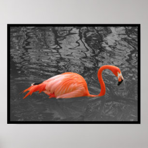 Póster Flamenco rosado