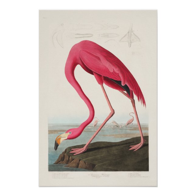 Póster Flamenco Rosado de John Audubon (Anverso)