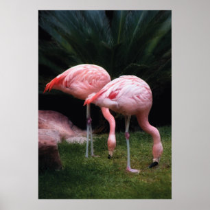 Póster Flamenco - Un conjunto de flamencos