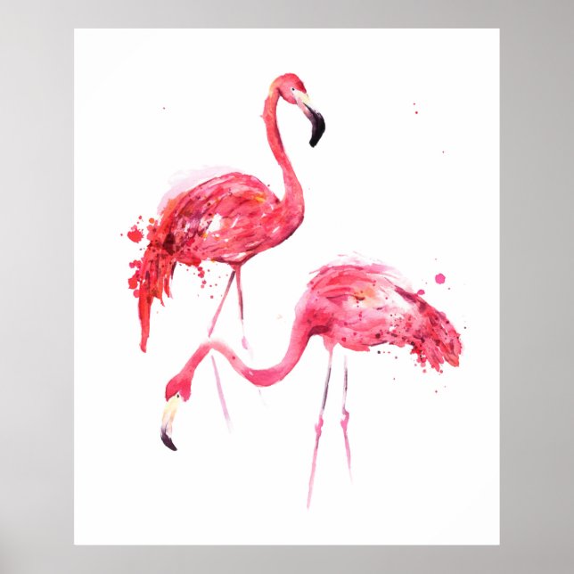 Póster Flamencos acuáticos (Frente)
