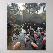 Flamencos al amanecer Poster