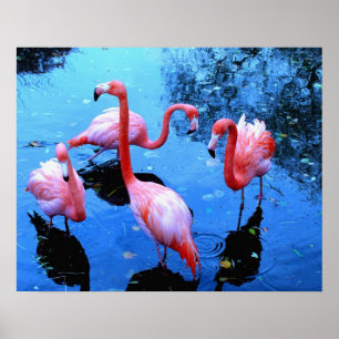 Póster Flamencos Bailando