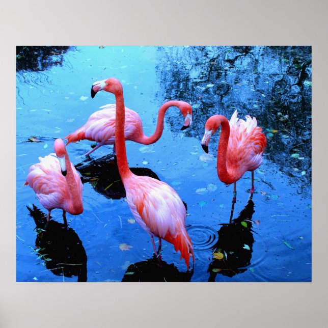Póster Flamencos Bailando (Frente)