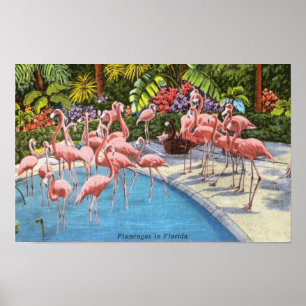 Póster Flamencos De Color Rosa Vintage En Florida