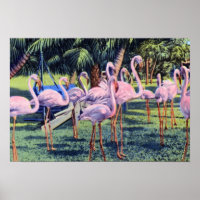 Flamencos de Florida en Miami, Parque Hialeah