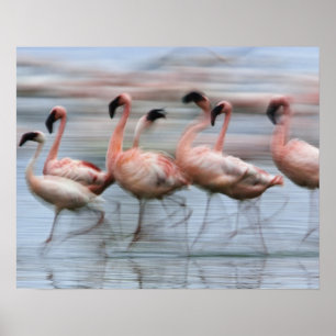Póster Flamencos menores en movimiento, Phoenicopterus