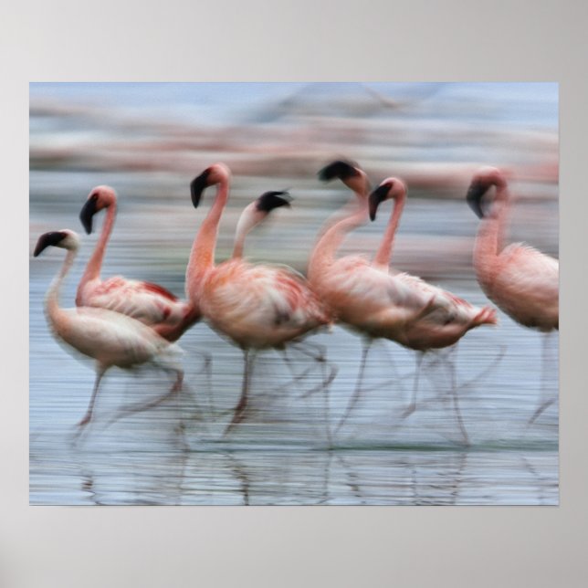 Póster Flamencos menores en movimiento, Phoenicopterus (Frente)