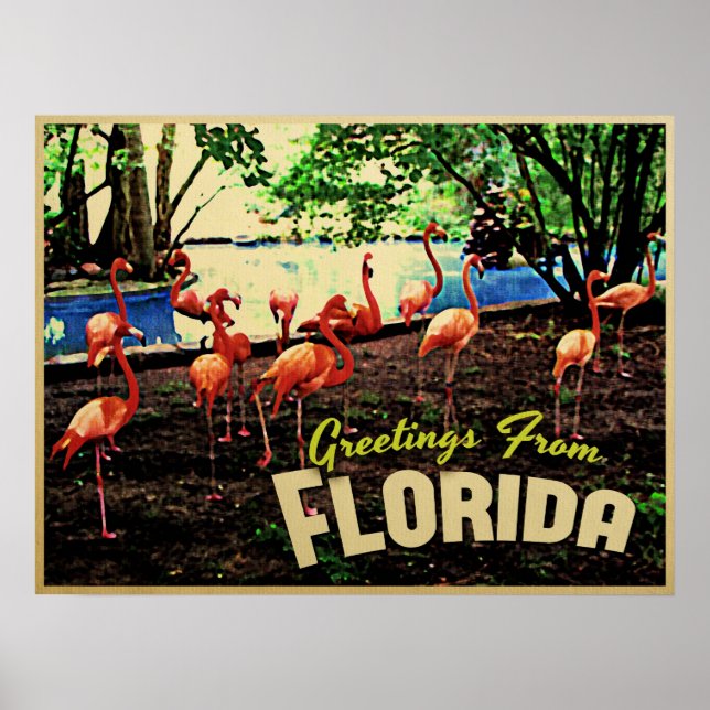 Póster Flamencos rosados de Florida (Frente)