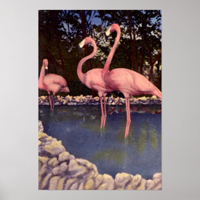 Póster Flamencos rosados, Florida (Frente)