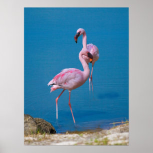 Póster Flamencos rosas en el lago