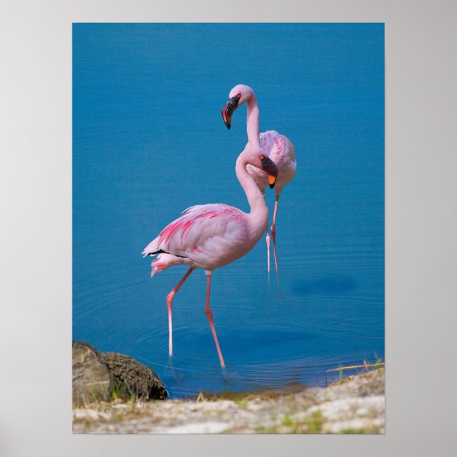 Póster Flamencos rosas en el lago (Frente)
