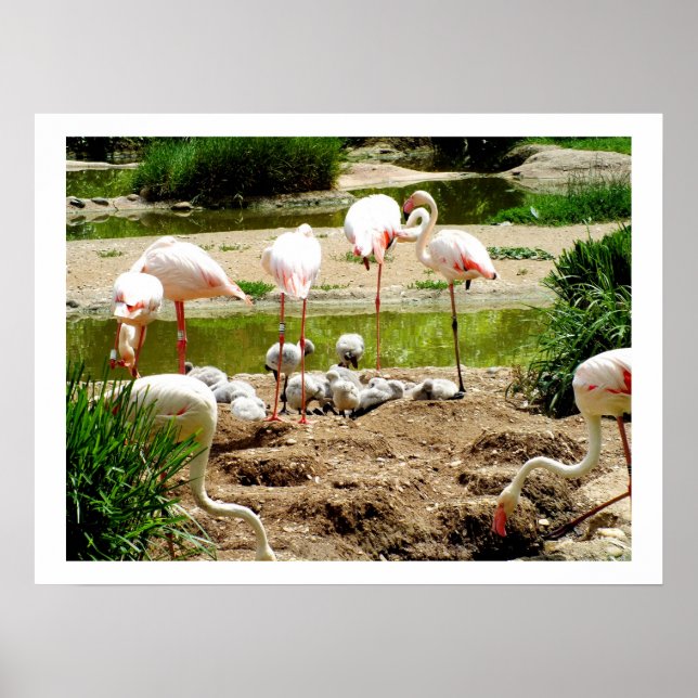 Póster Flamencos y crías (Frente)