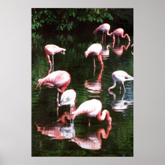 Póster flamingo