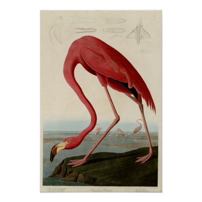 Póster Flamingo americano (Anverso)