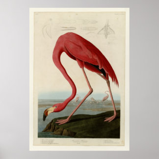 Póster Flamingo americano