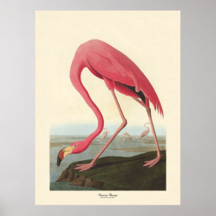 Póster Flamingo americano   John James Audubon