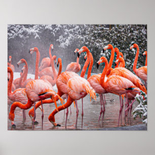 Póster Flamingo americano, pájaro colorido,  