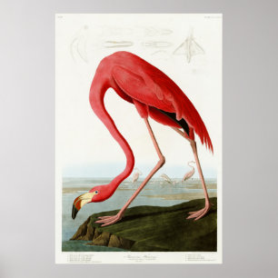 Póster Flamingo americano por John James Audubon