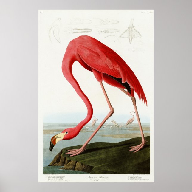 Póster Flamingo americano por John James Audubon (Frente)