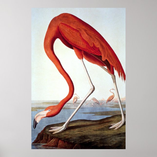 Póster Flamingo americano - Vida silvestre por John Audub (Frente)