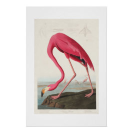 Póster Flamingo Audubon Rosa Vintage