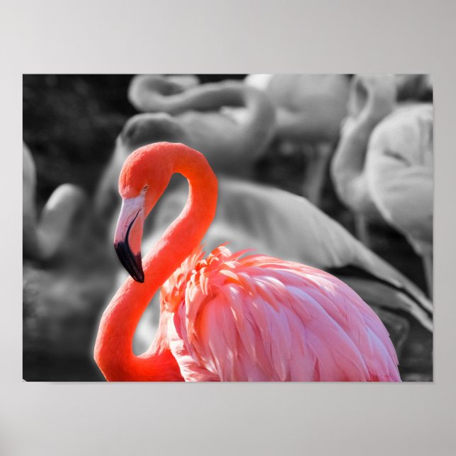 Póster Flamingo Bird Photography (Frente)