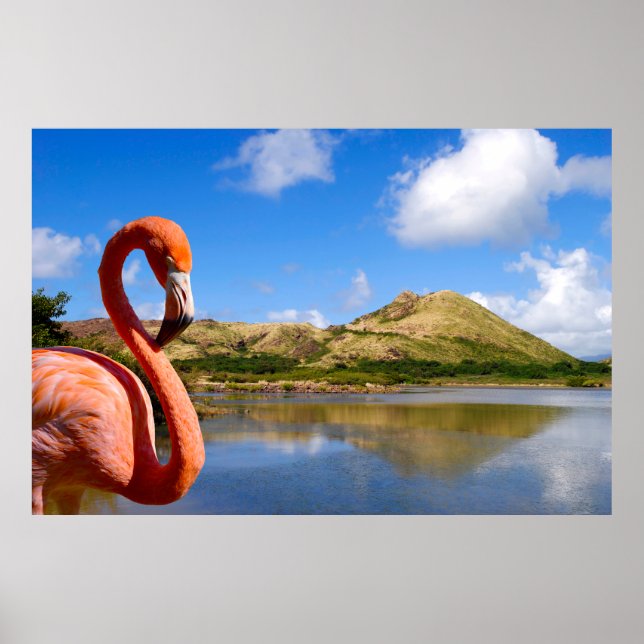 Póster Flamingo caribeño en el rompecabezas de St Kitts (Frente)