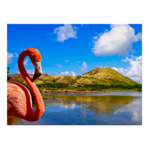Póster Flamingo caribeño en lona de St kitts